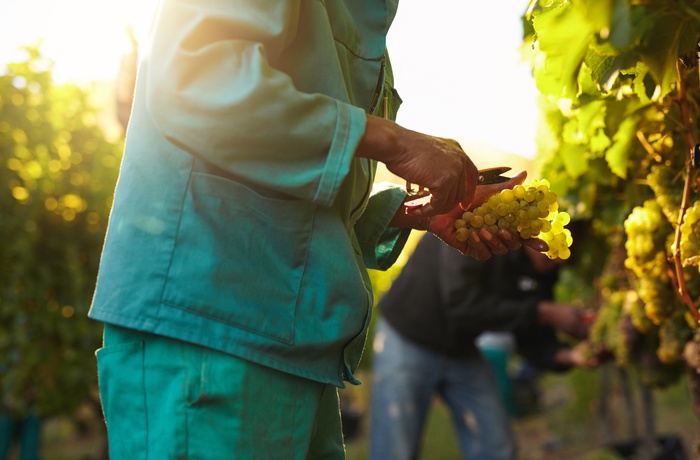 16_HI_Vineyard_2.jpg