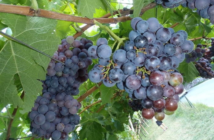 Suedtiroler_WeinAlmenweg_Wein.jpg