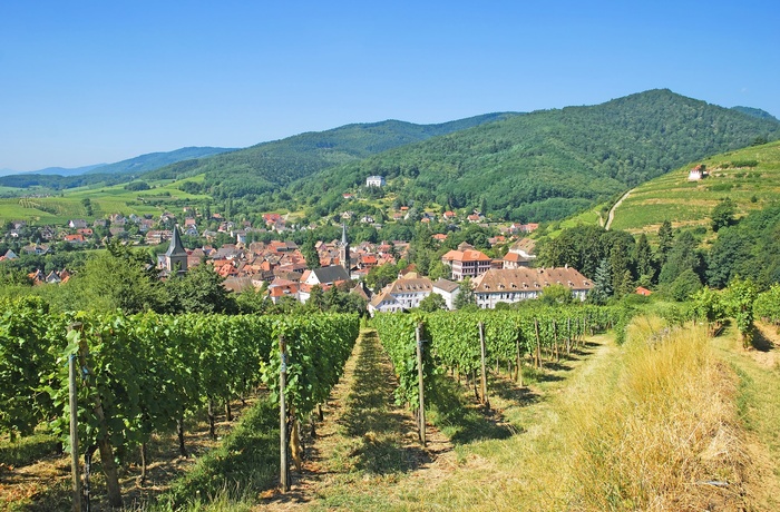 Vinmarker og byen Ribeauvillé i Alsace