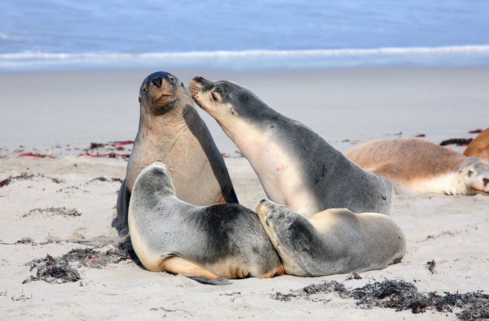 Sæler på Kangaroo Island - South Australia