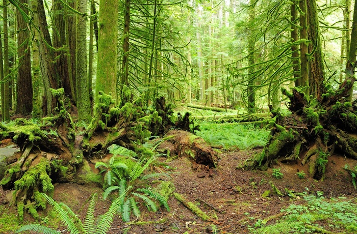 12_HI_CAN_Regnskov_VancouverIsland_1.jpg