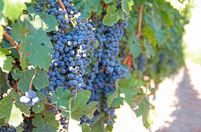 13_Chile_Wine1.jpg