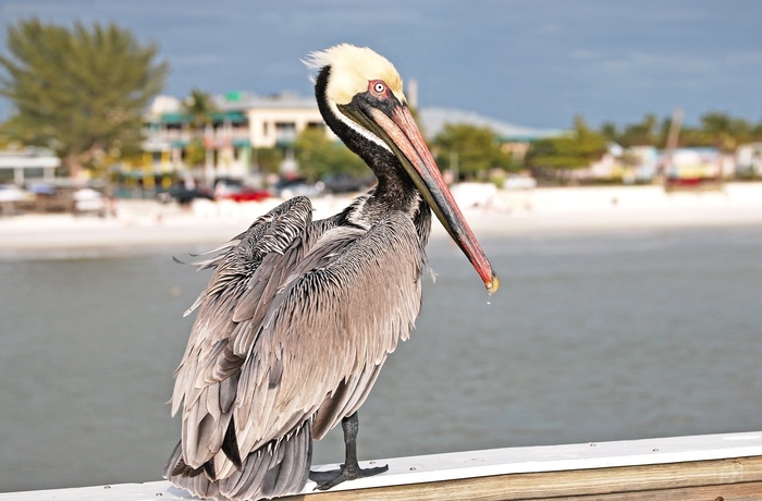 14F_USA_Florida_Pelikan_01.jpg