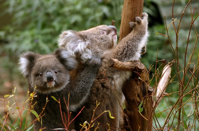 Koalaer i Australien