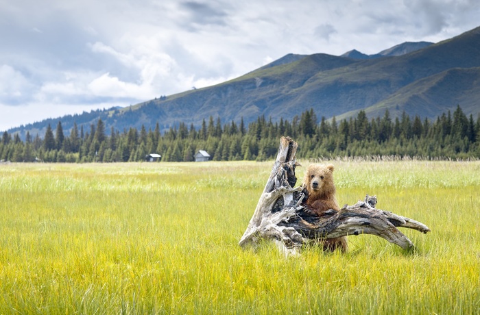 Alaska - lille bjørn midt i naturen