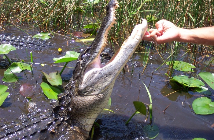 15_HI_Everglades_Aligator_1.jpg