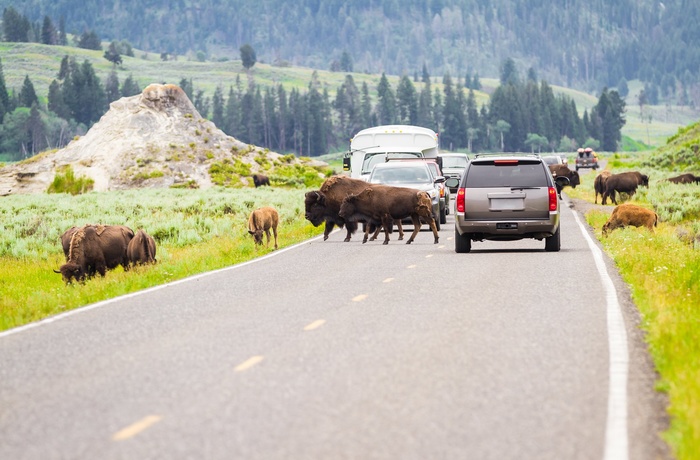 15_HI_Yellowstone_Buffalo_2.jpg