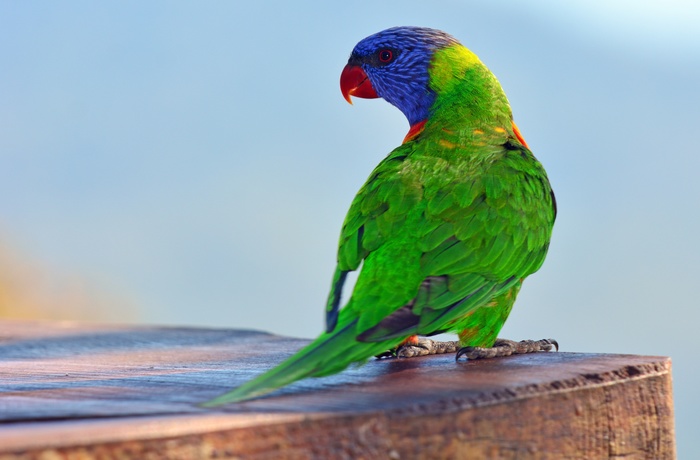 Lori i Queensland
