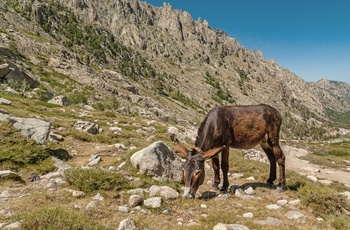 Æsel græsser i Restonica-dalen på Korsika - Frankrig