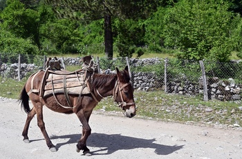 Æsel på grusvej i Theth National Park - Albanien