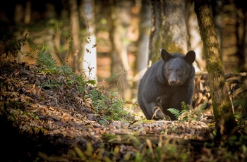 Smoky Mountains Nationalpark - sortbjørn, Østlige USA