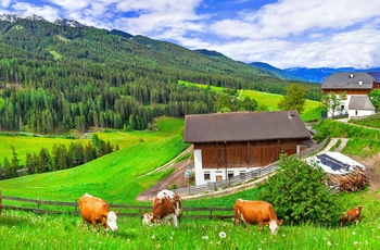 Gård med køer i Østrig