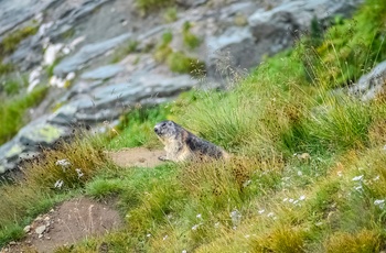 Murmeldyr, Grossglockner i Østrig