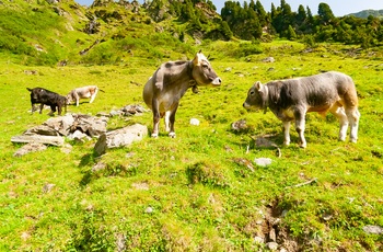 En flok køer i Østrig