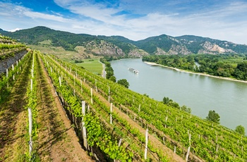 Wachaudalen med vinmarker ved Donau floden, Østrig