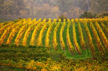 Vinmarker i Wachau dalen, Østrig