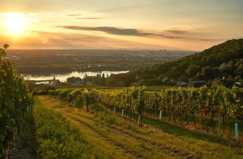 Solnedgang over vinmarker udenfor Wien, Østrig