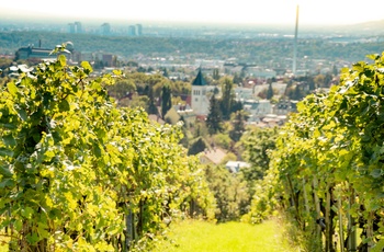 Vinmarker udenfor Wien, Østrig
