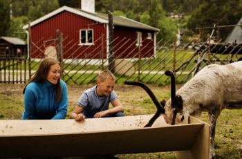 Rensdyr i Karasjok Foto Maria Louise Somby VisitNordnorge