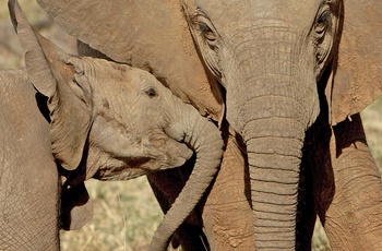 Elefanter ved Ngala Private Game Reserve - Sydafrika