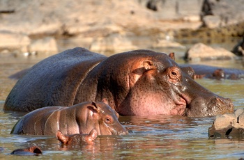 Flodheste nær Ngala Private Game Reserve i Sydafrika