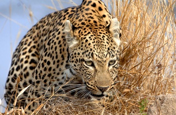 Ngala Private Game Reserve - leopard