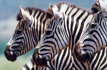 Zebraer på safari fra Ngala Private Game Reserve i Sydafrika