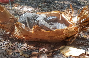 Mud clams fra Australien