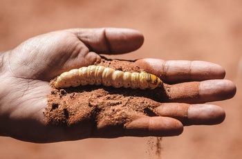 Witchetty grubs