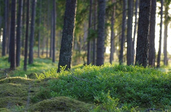 Asa Herrgård  Countryside