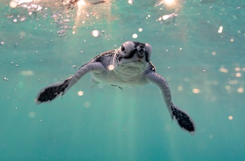 Oplev skildpadder ved og på Heron Island, Queensland - Foto og copyright: Tourism and Events Queensland