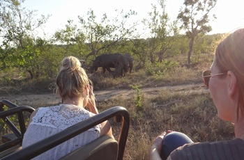 Game Drive i Sydafrika