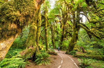 Washington Olympic State National Park Hoh Rain Forest