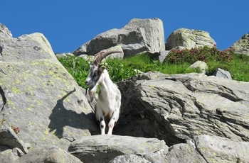 Bjergged ved Spluga Pass - bjergpas i Schweiz