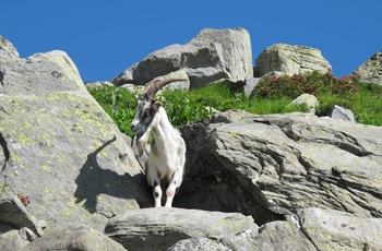 Bjergged ved Spluga Pass - bjergpas i Schweiz