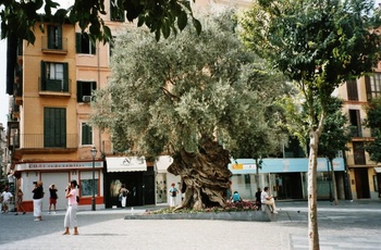 Palma, Plaça de Cort