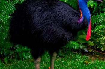 Cassowary