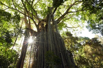 Daintree, Curtain Fig