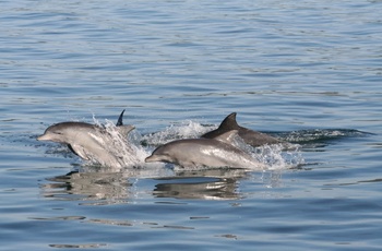 Port Stephens, delfiner