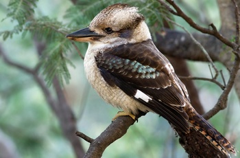 Kookaburra