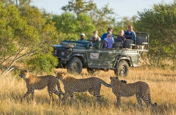 Ngala Tented Camp - på safari