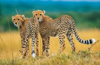 Cheetaher i Sydafrika