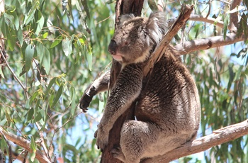 Koala, Winberry