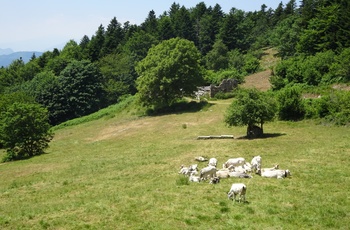 Køer i Liguriens bjerge
