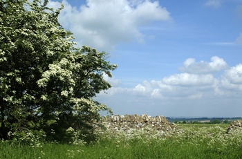 Cotswolds grøftekant