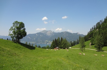 Alm, Wolfgangsee