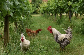 Fritgående høner ved Vester Vedsted Vingård