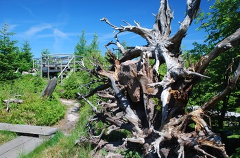 Lotharfpad © Charly Ebel (Nationalpark Schwarzwald) 