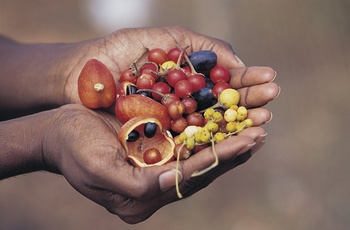 Bushtucker i Australien