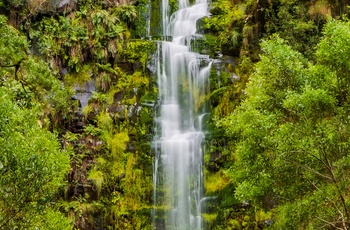 Vandfaldet Erskine Falls  i Cape Otway National Park, Victoria i Australien